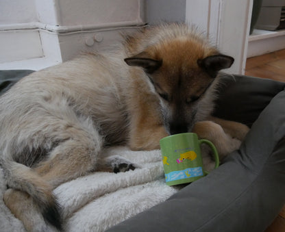 Mug vert "Les aventures de Taki" - Edition Daube de l'été 2025